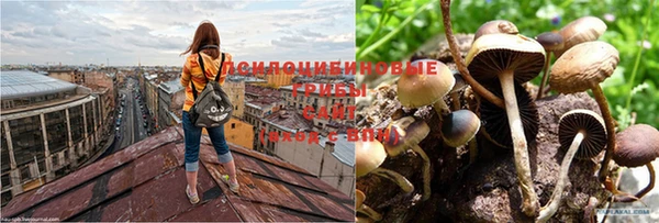 сатива Богданович